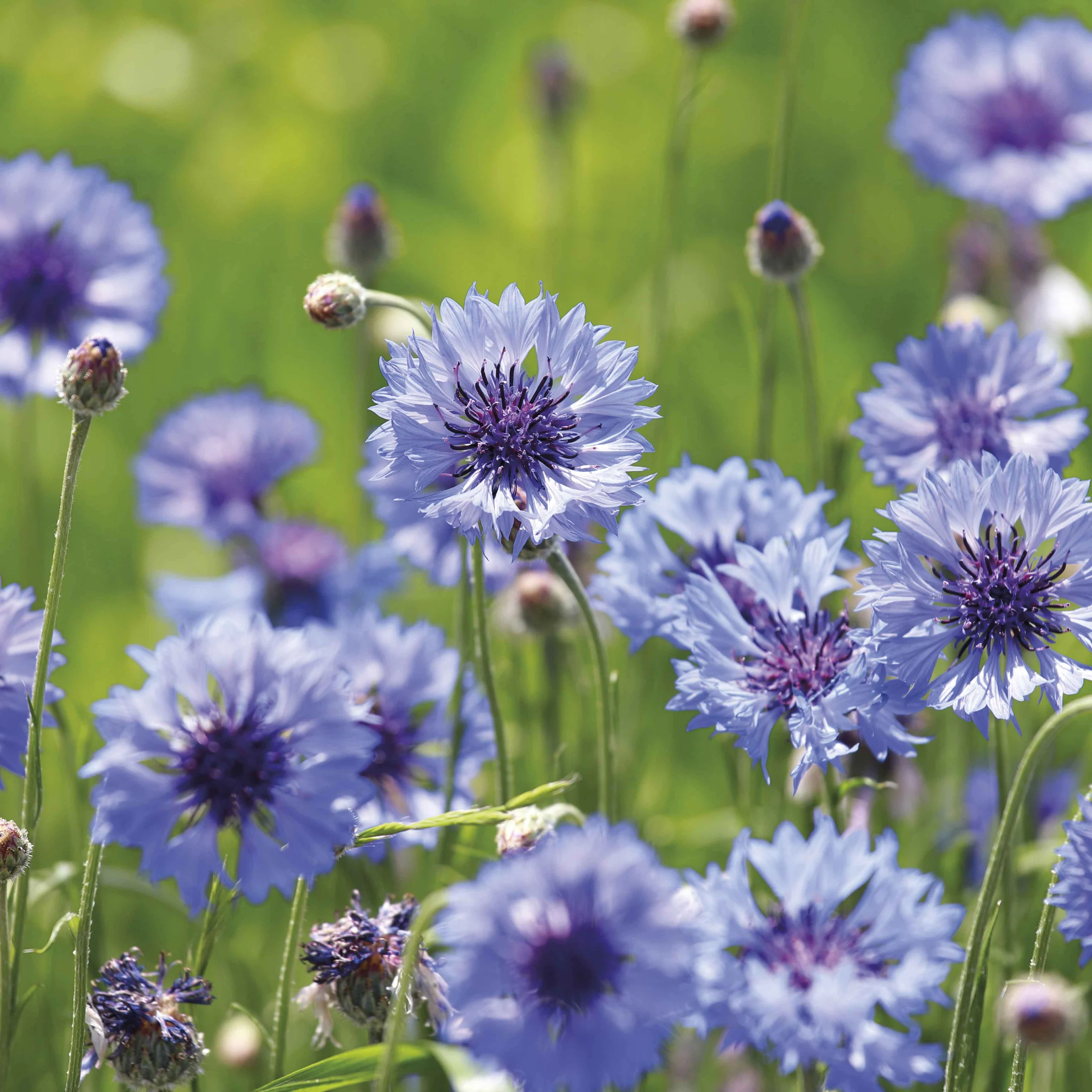 Honig Sommerblüten 500 g – Bild 2