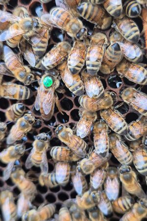 Buckfast Königin Anpaarungszone 2026 Vorbestellung