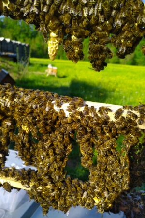 Buckfast Schlupfzelle / Edelzelle