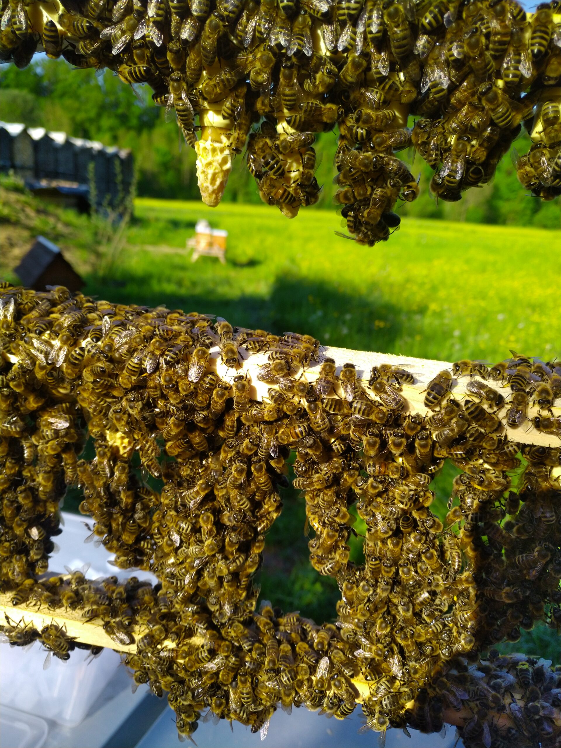 Buckfast Schlupfzelle / Edelzelle