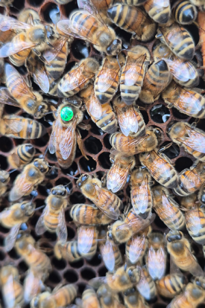 Königin von der Belegstelle