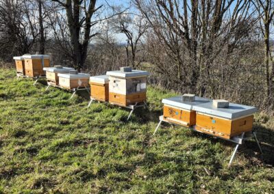 Bienenstöcke auf einer Wiese